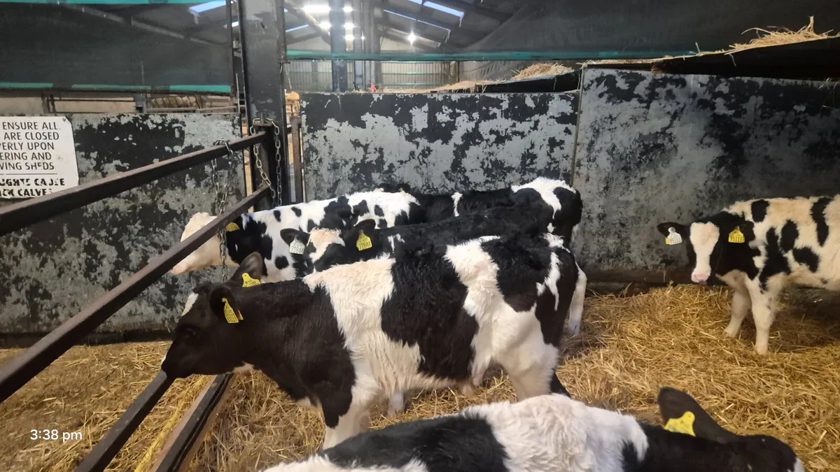 7 Quality Friesian bull calves for sale - Image 2
