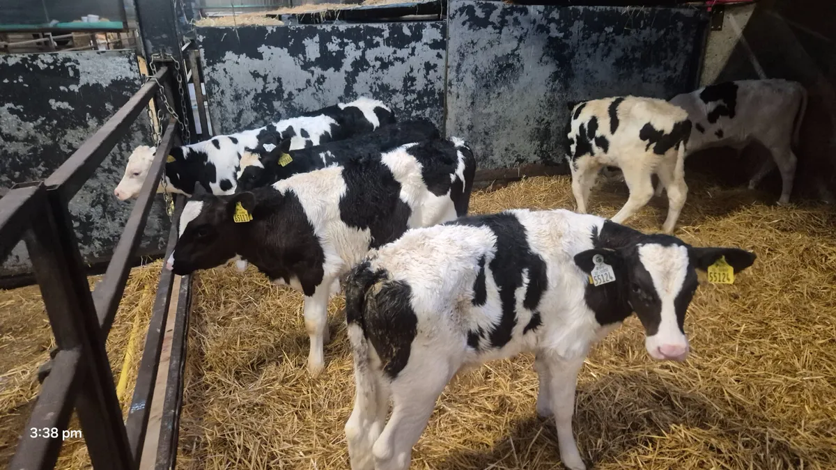 7 Quality Friesian bull calves for sale - Image 1