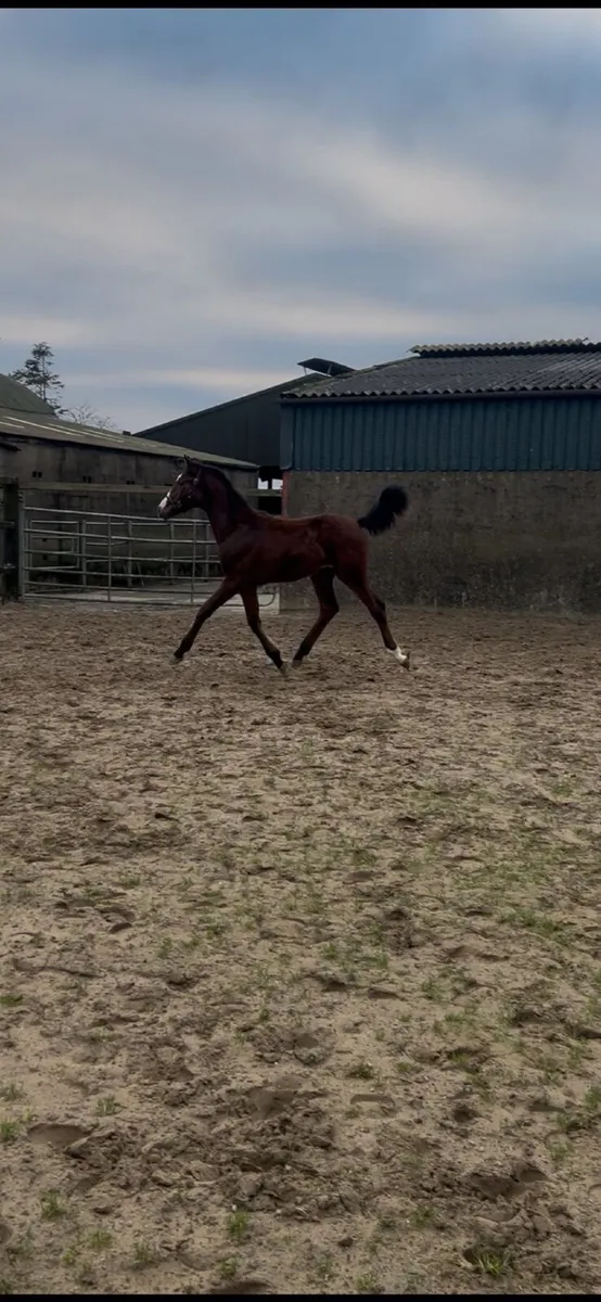 Top class filly - Image 1