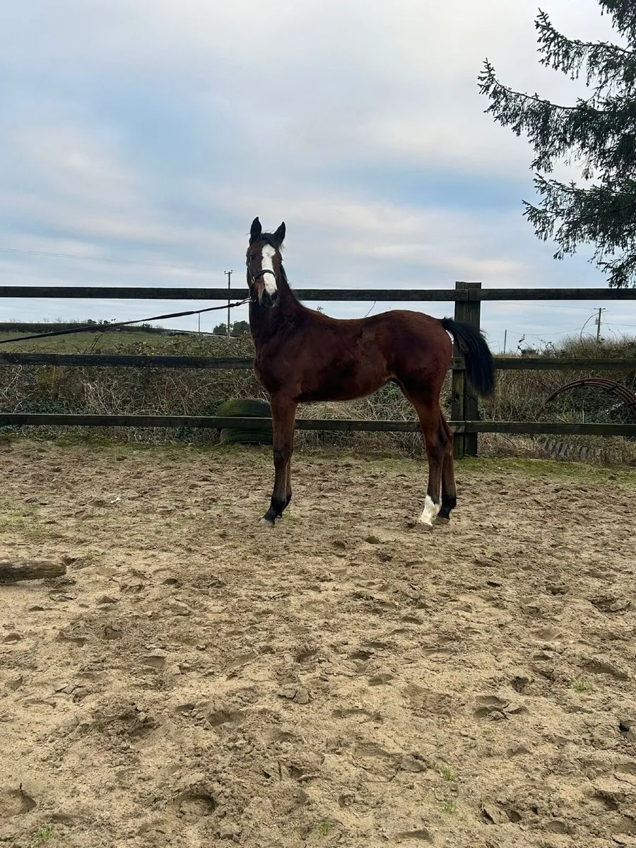 Top class filly - Image 2