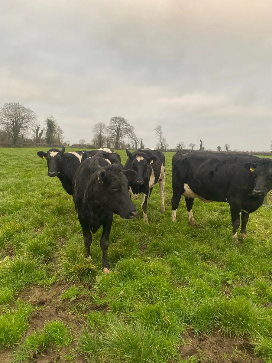 Freshly calved heifers - Image 2