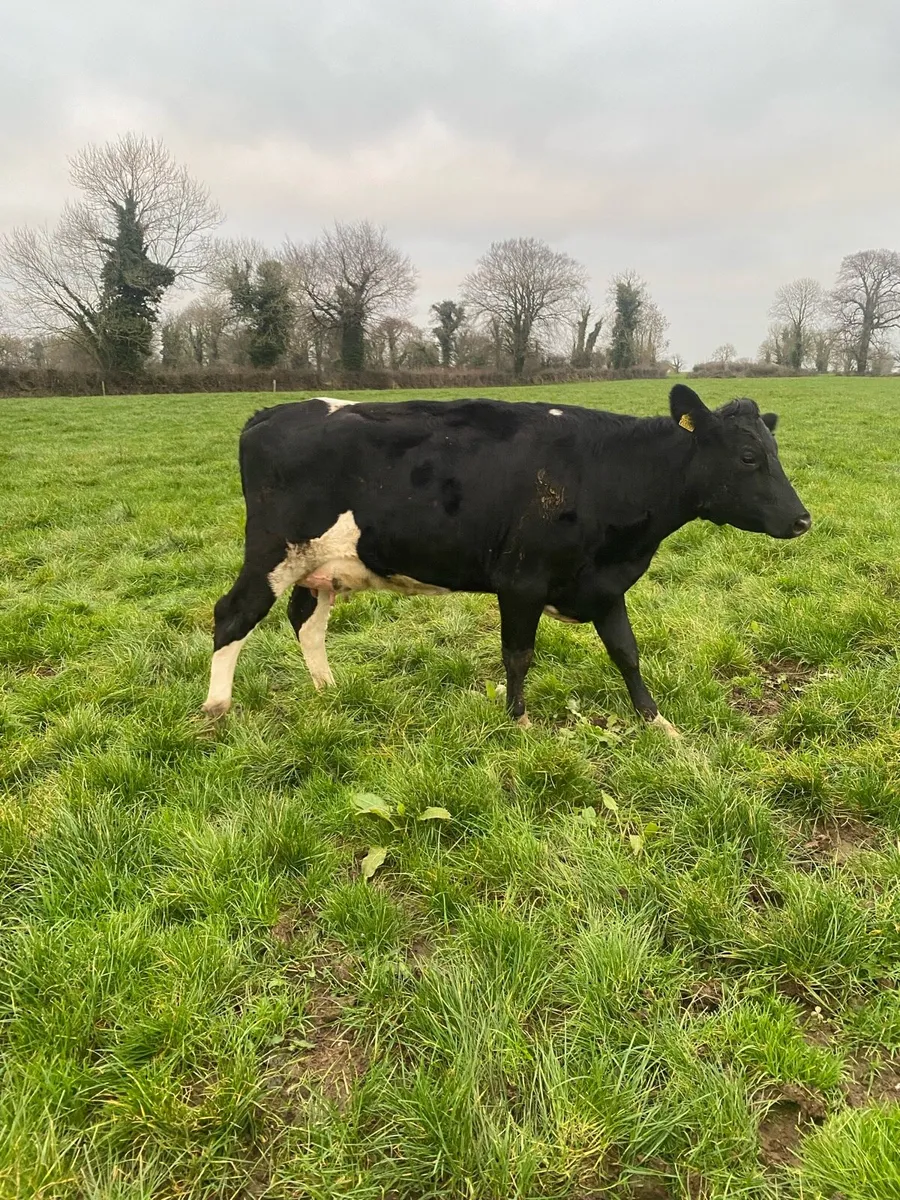 Freshly calved heifers - Image 3