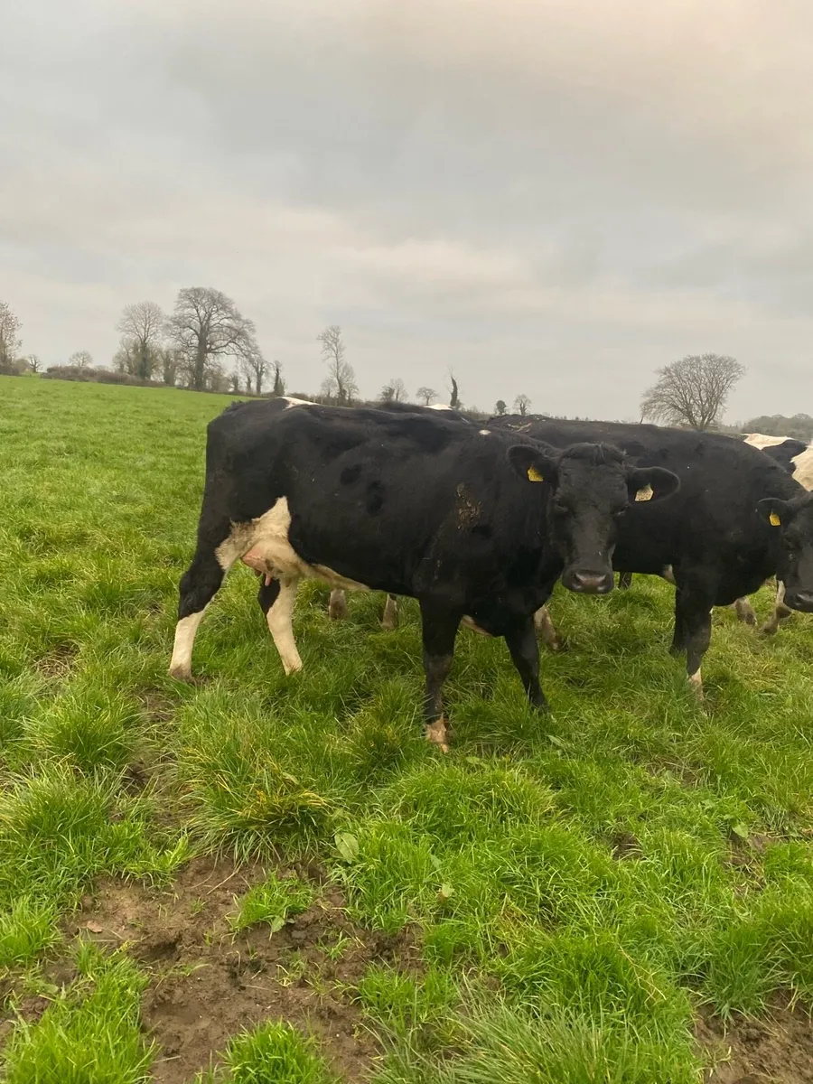 Freshly calved heifers - Image 4