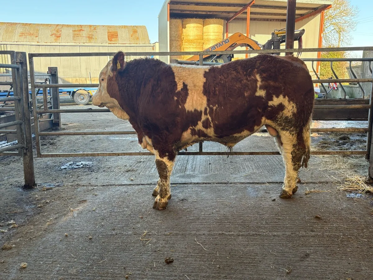 Simmental Bulls - Image 1