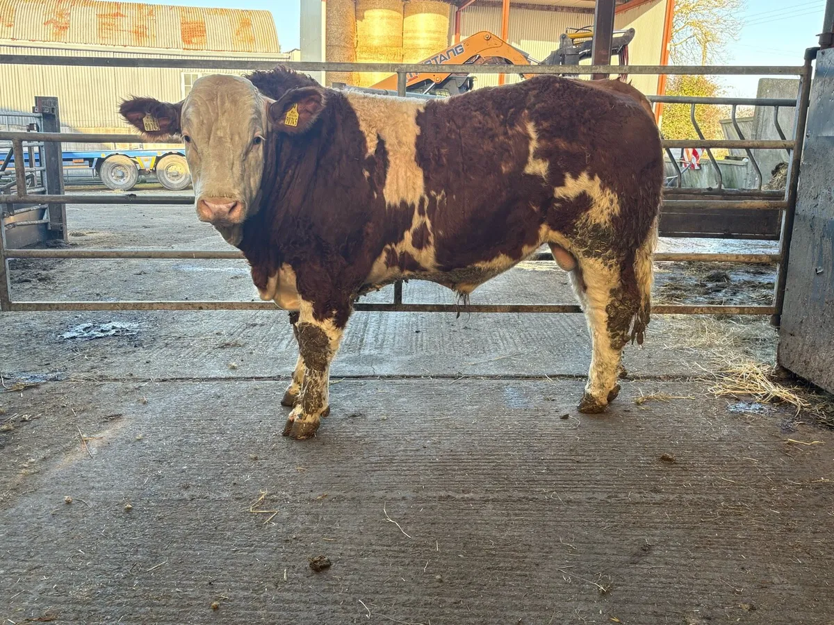 Simmental Bulls - Image 2