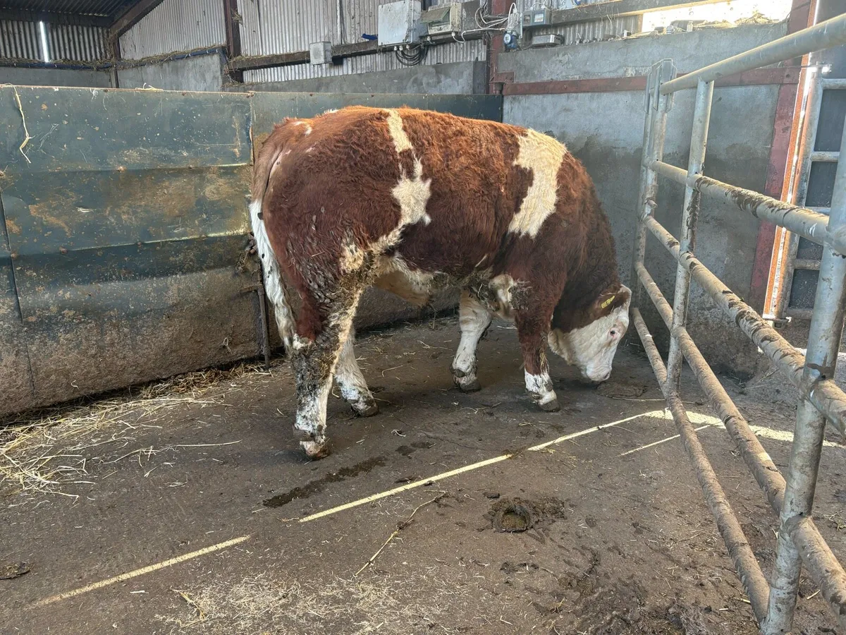 Simmental Bulls - Image 4