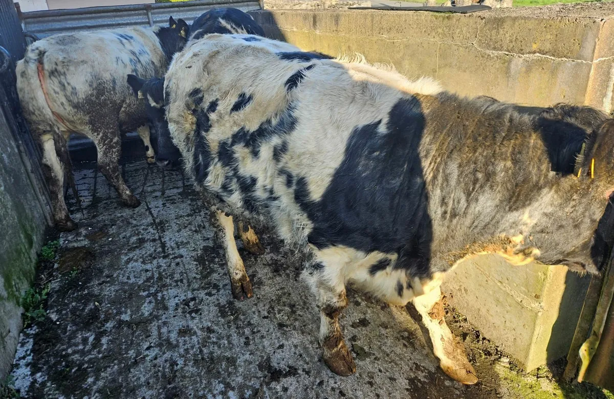 Belgian Blue Heifers 2 years old - Image 3