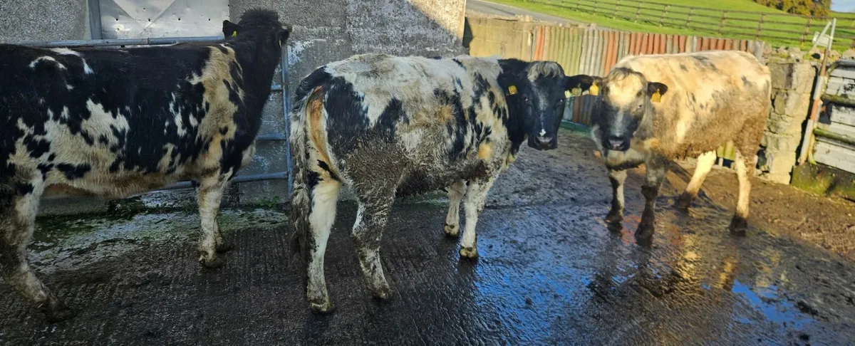 Belgian Blue Heifers 2 years old - Image 1