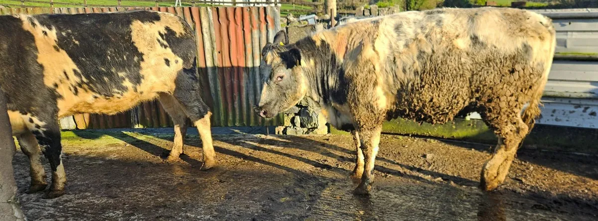 Belgian Blue Heifers 2 years old - Image 4