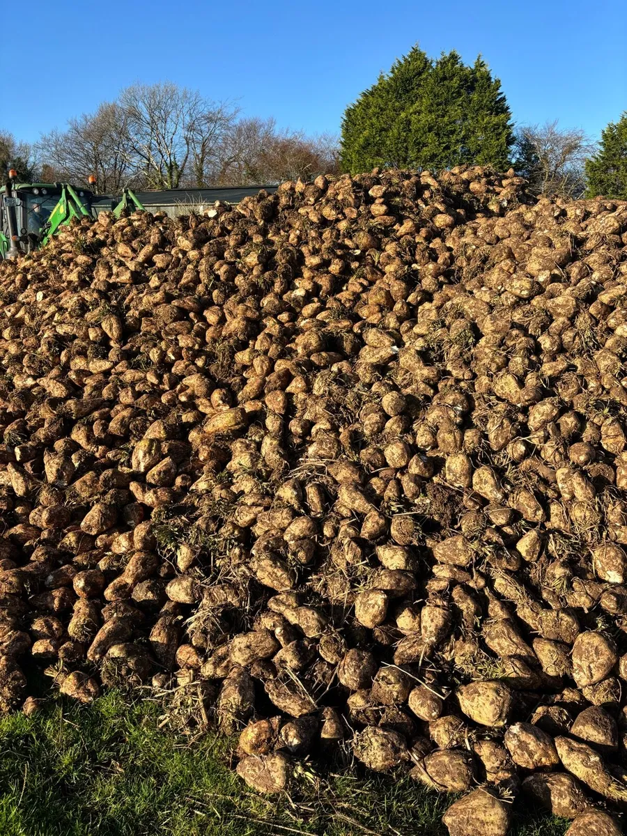 Sugar beet - Image 2