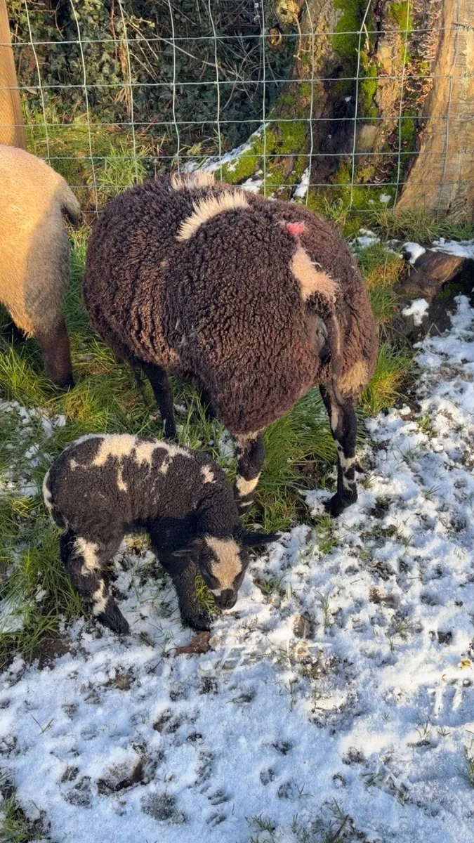 Pedigree Dutch spotted hoggits and ewe lambs - Image 1
