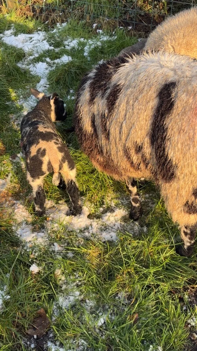 Pedigree Dutch spotted hoggits and ewe lambs - Image 2