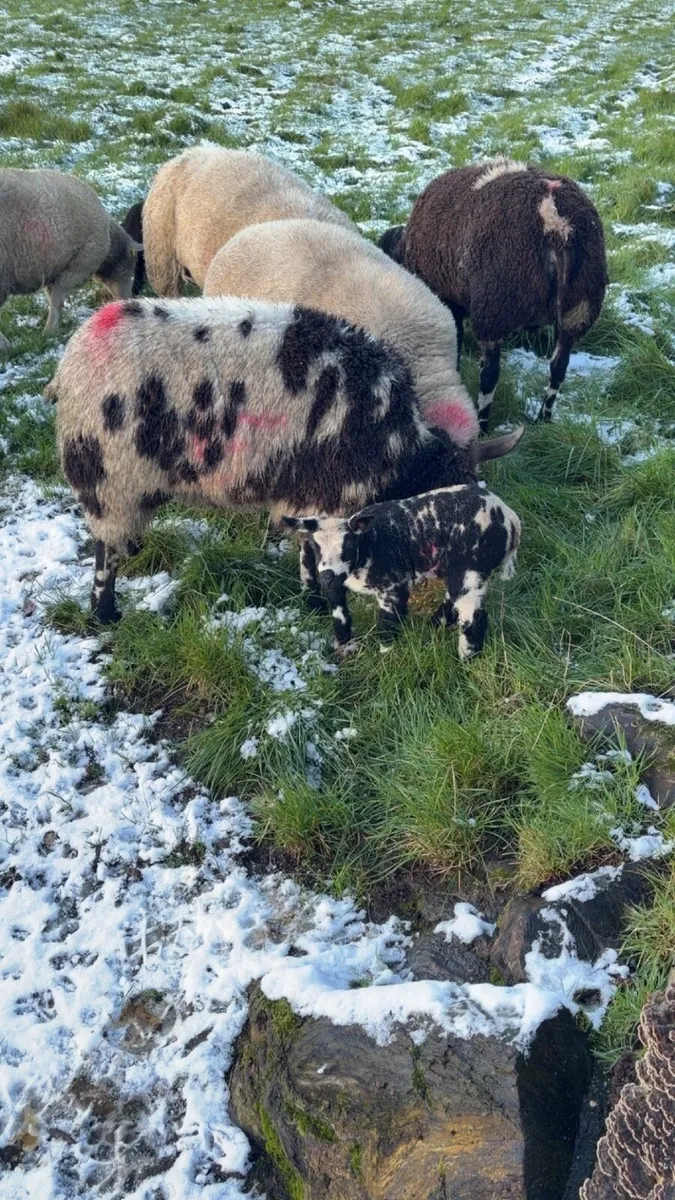 Pedigree Dutch spotted hoggits and ewe lambs - Image 3
