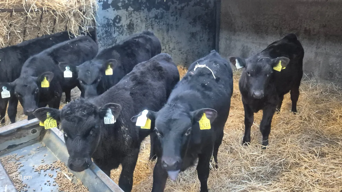14 Quality Aberdeen Angus Heifers calves - Image 1