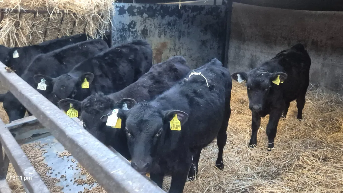 14 Quality Aberdeen Angus Heifers calves - Image 2