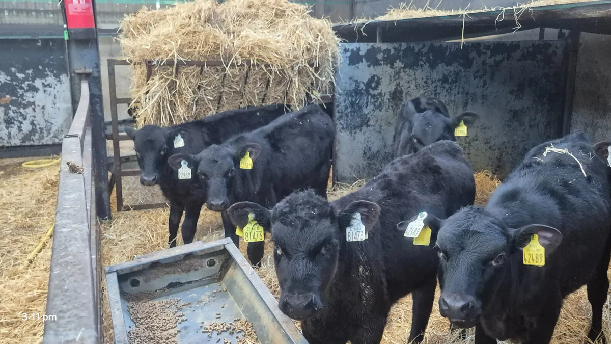 14 Quality Aberdeen Angus Heifers calves - Image 3