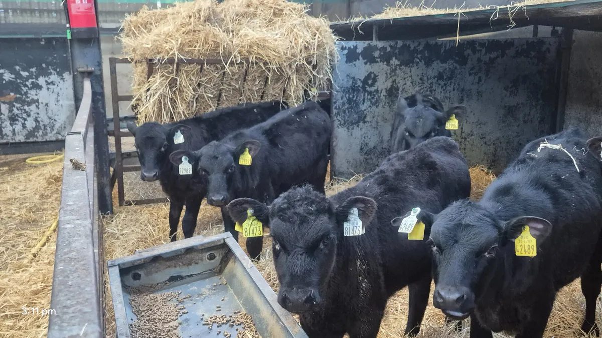 14 Quality Aberdeen Angus Heifers calves - Image 4