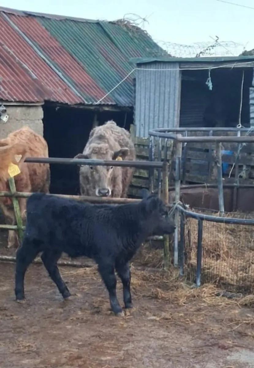 Angus bull calf - Image 2