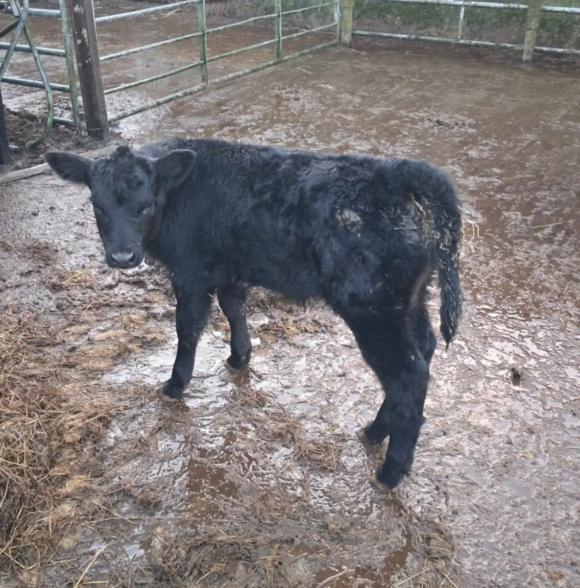 Angus bull calf - Image 3
