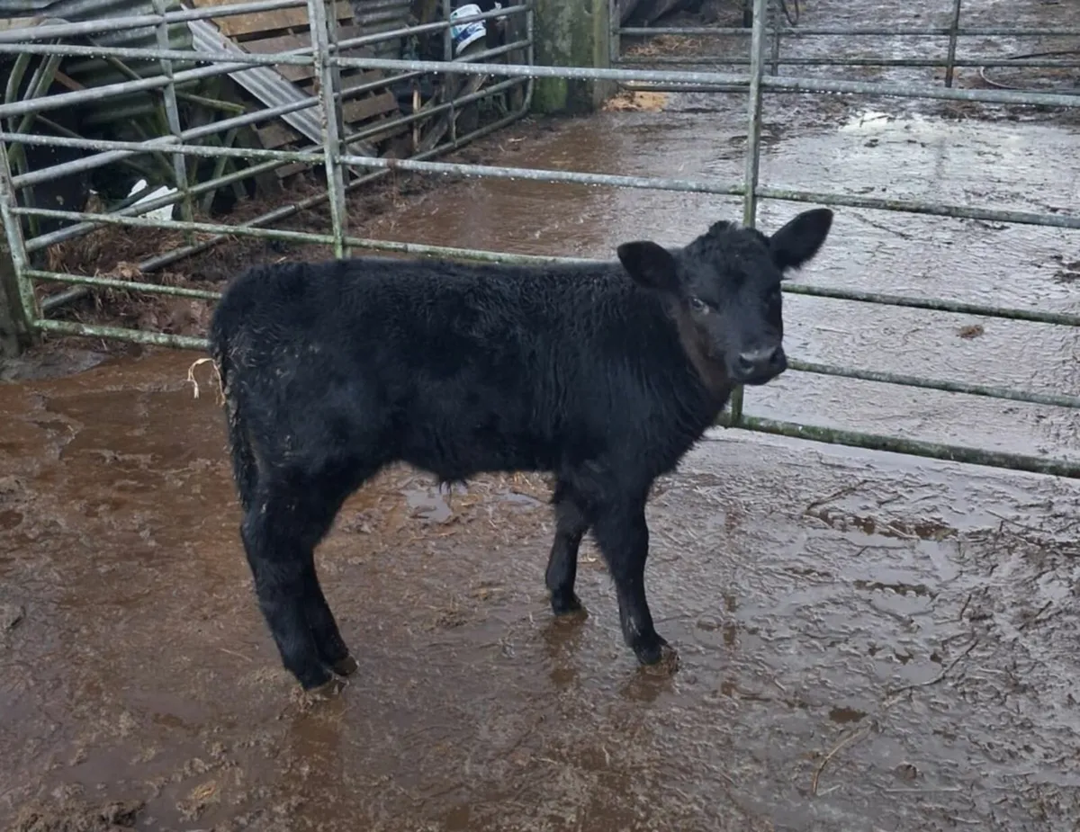 Angus bull calf - Image 1