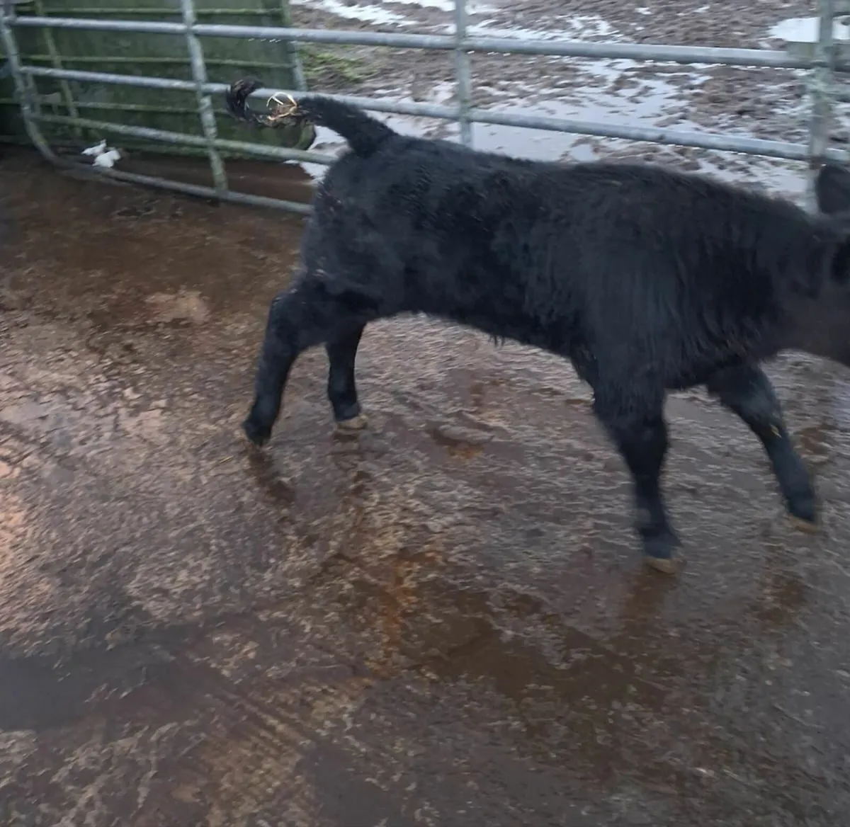 Angus bull calf - Image 4