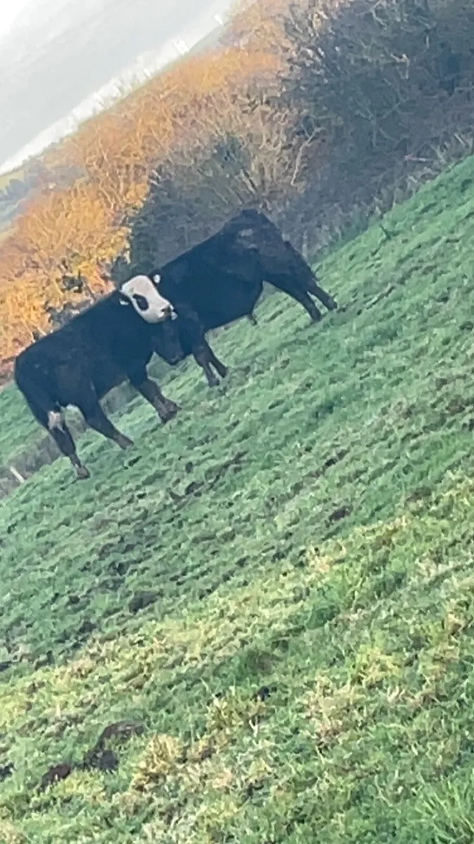 Angus and Hereford bull - Image 1