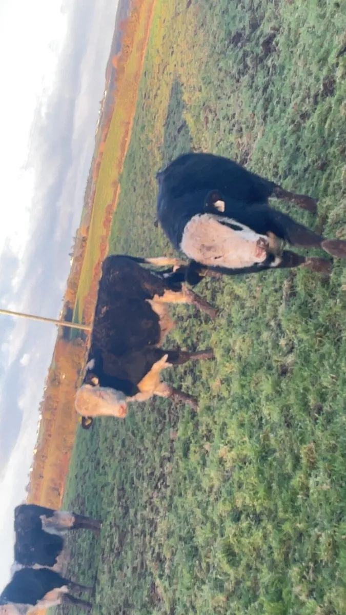 Angus and Hereford bull - Image 2