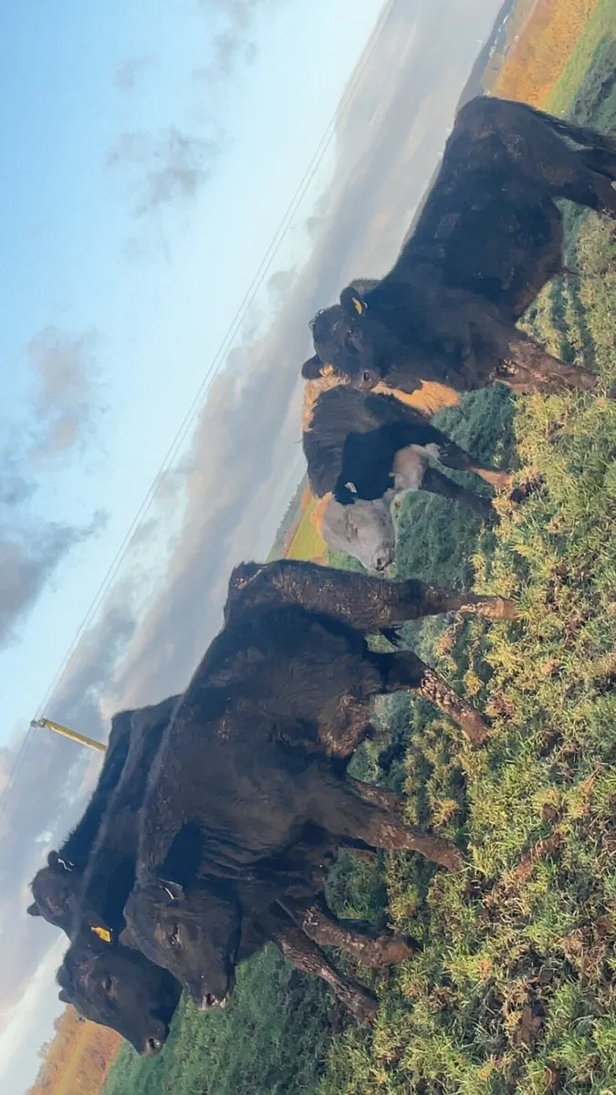 Angus and Hereford bull - Image 3