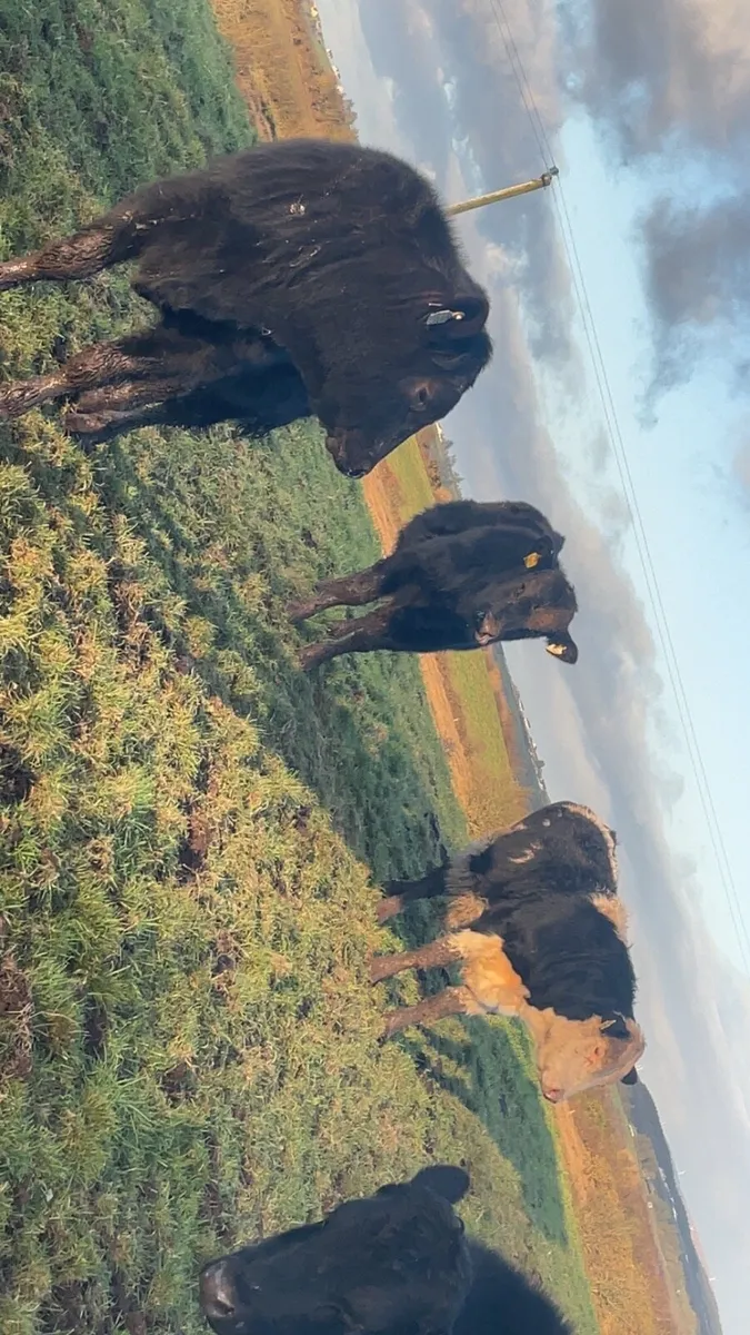 Angus and Hereford bull - Image 4