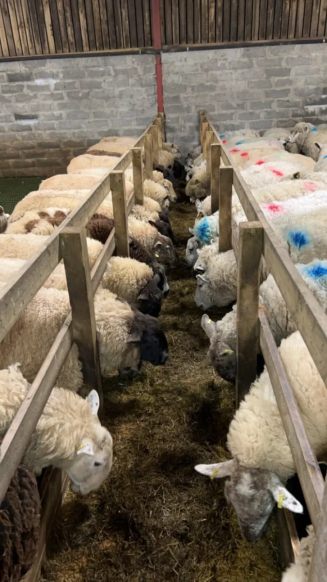 Inlamb ewes