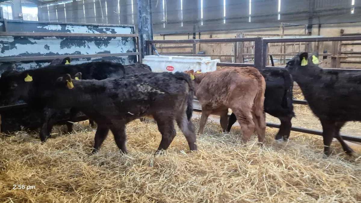 8 Quality Limousine calves for sale - Image 1