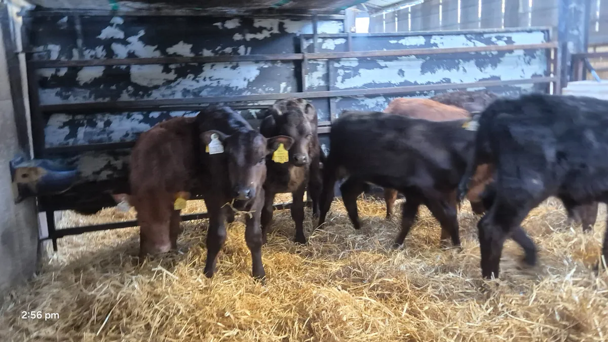 8 Quality Limousine calves for sale - Image 4