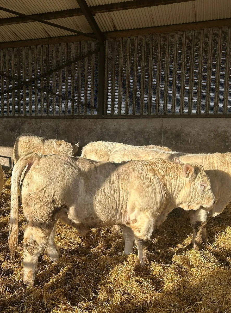 Selection of Full French Pedigree Charolais Bulls - Image 4