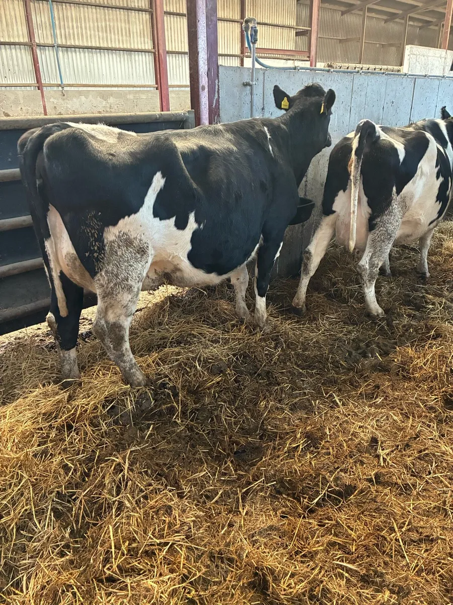 15 milking cows for sale - Image 1