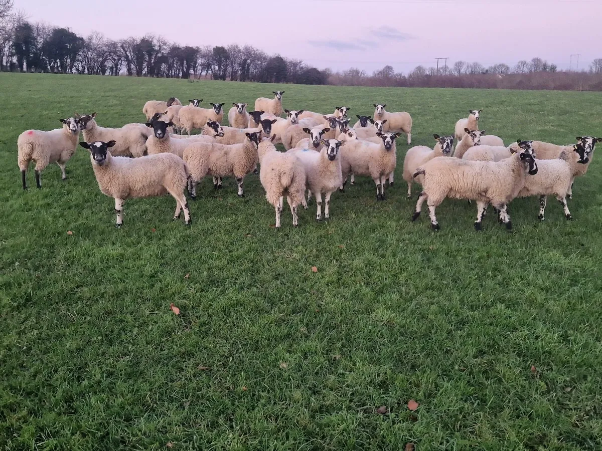 Mule Hoggets - Image 1