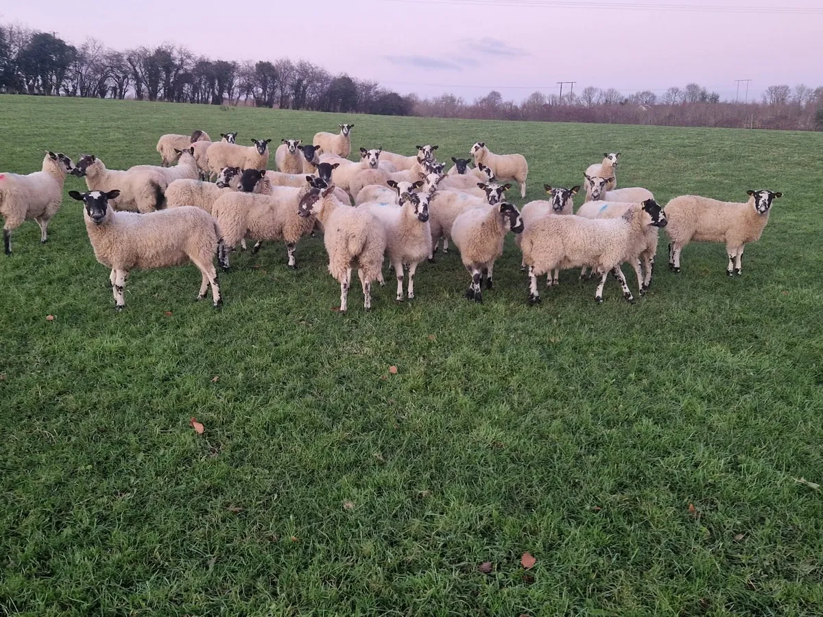 Mule Hoggets - Image 2