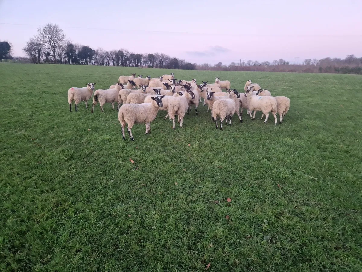 Mule Hoggets - Image 4