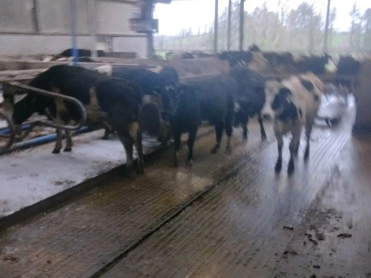 Incalf heifers - Image 2