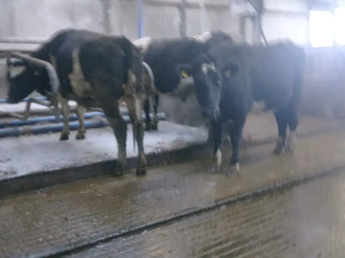 Incalf heifers - Image 4