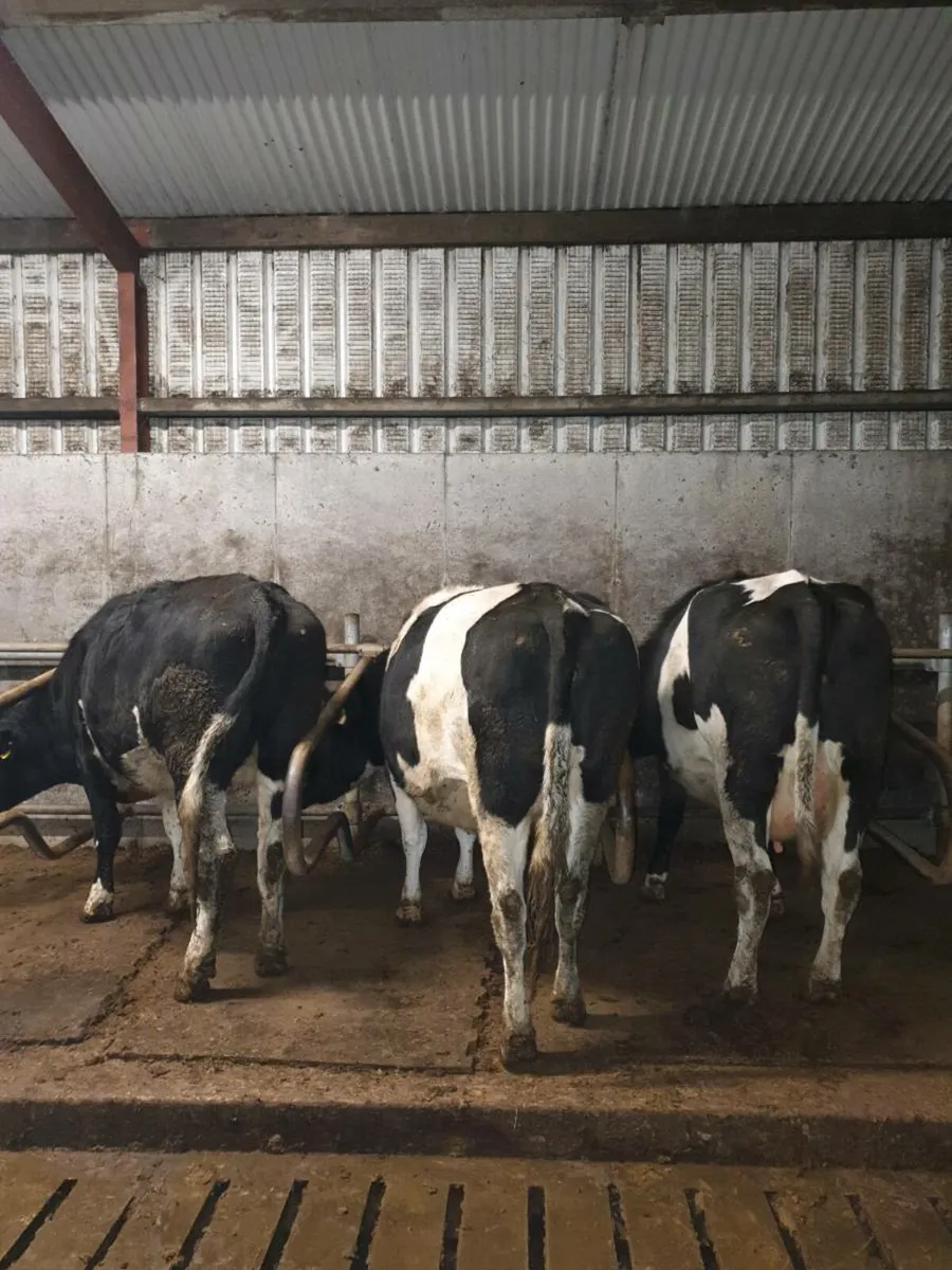 3 in calf dairy heifers - Image 2