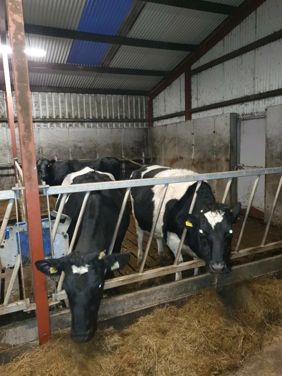 3 in calf dairy heifers - Image 3