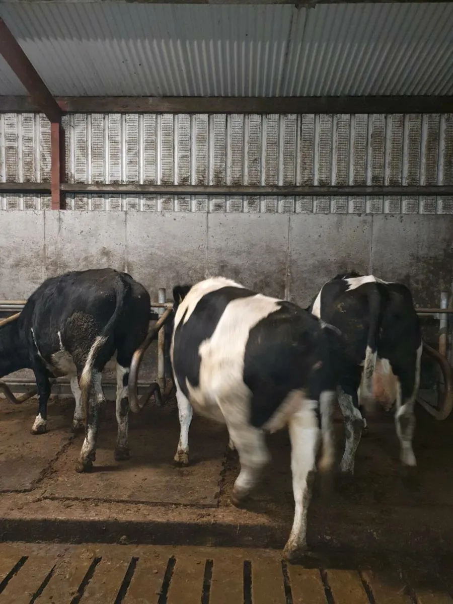 3 in calf dairy heifers - Image 4