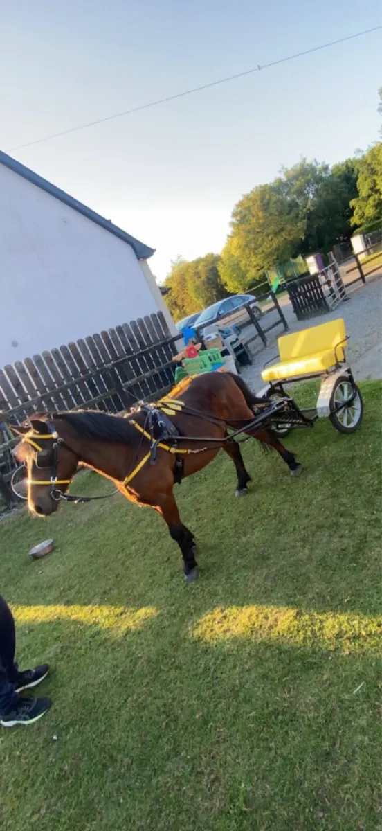 English road cart and harness - Image 1