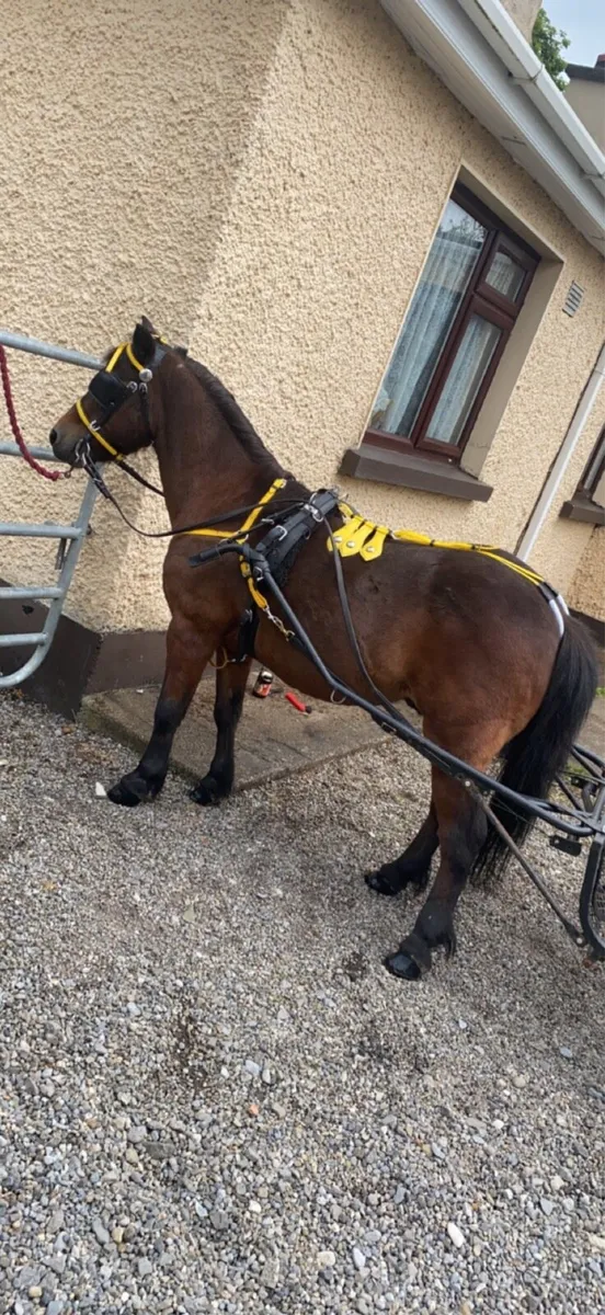 English road cart and harness - Image 2
