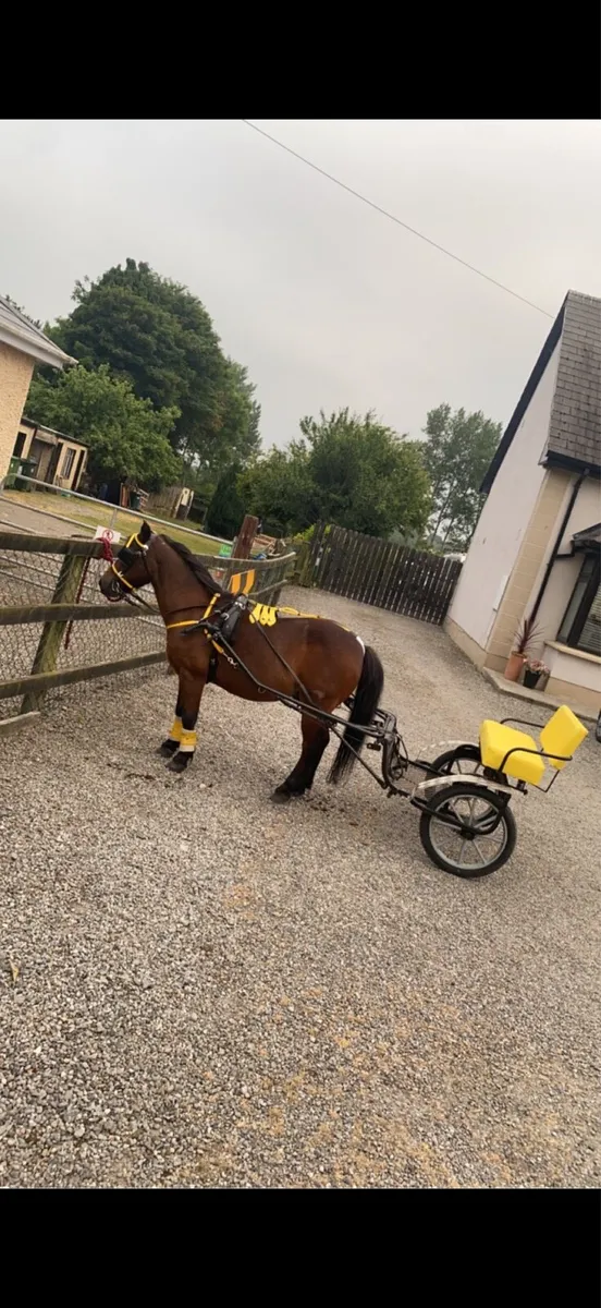English road cart and harness - Image 3