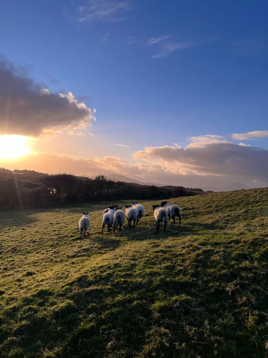 8 Blackface Ewe Lambs - Image 1