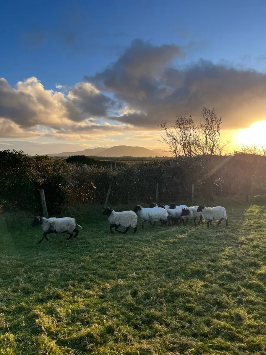 8 Blackface Ewe Lambs - Image 3