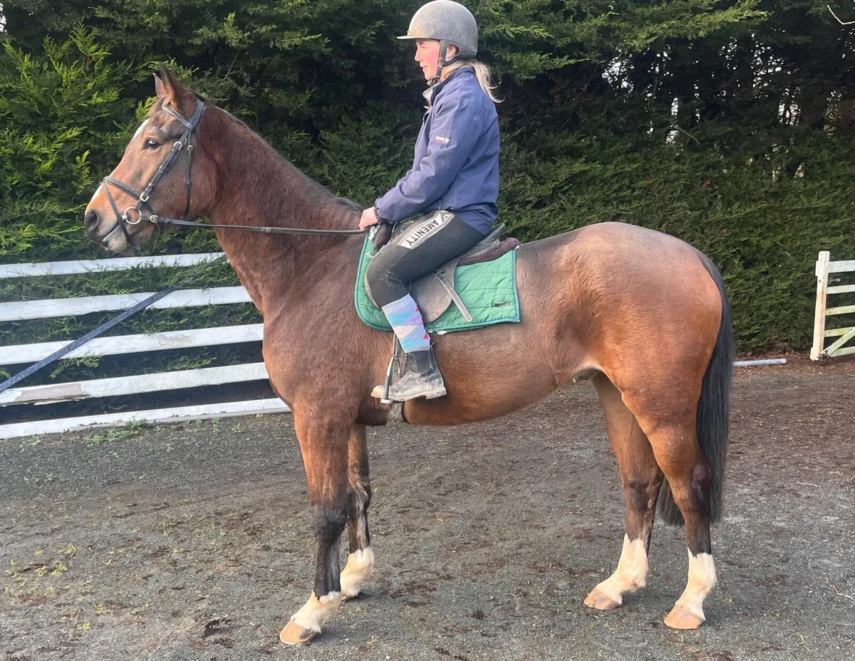 4 yr Gelding Show / Event Horse - Image 1