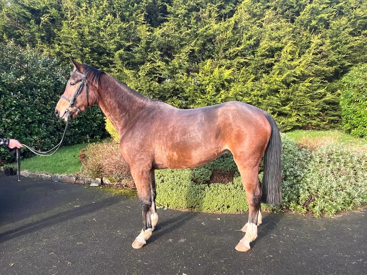 4 yr Gelding Show / Event Horse - Image 3