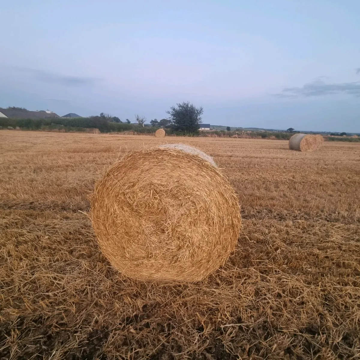 Straw - Image 4
